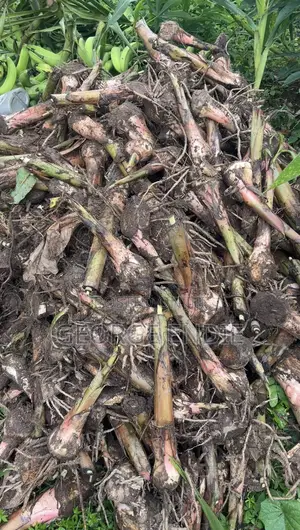 Quality High Yield Hybrid Plantain Suckers at Giveaway Price
