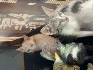 0-1 month Male Mixed Breed Tabby