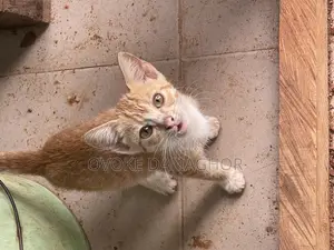 1-3 months Male Mixed Breed Tabby
