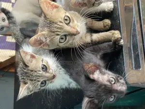 1-3 months Female Mixed Breed Tabby