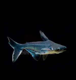 Pangatious Shark