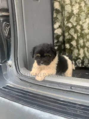 1-3 months Male Purebred Lhasa Apso