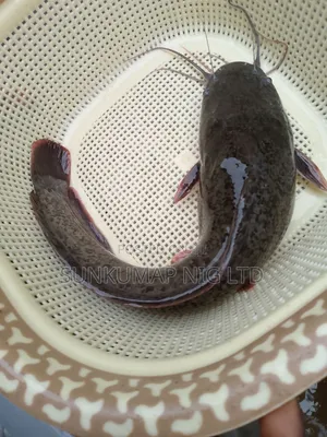 Fresh Catfish for Sale