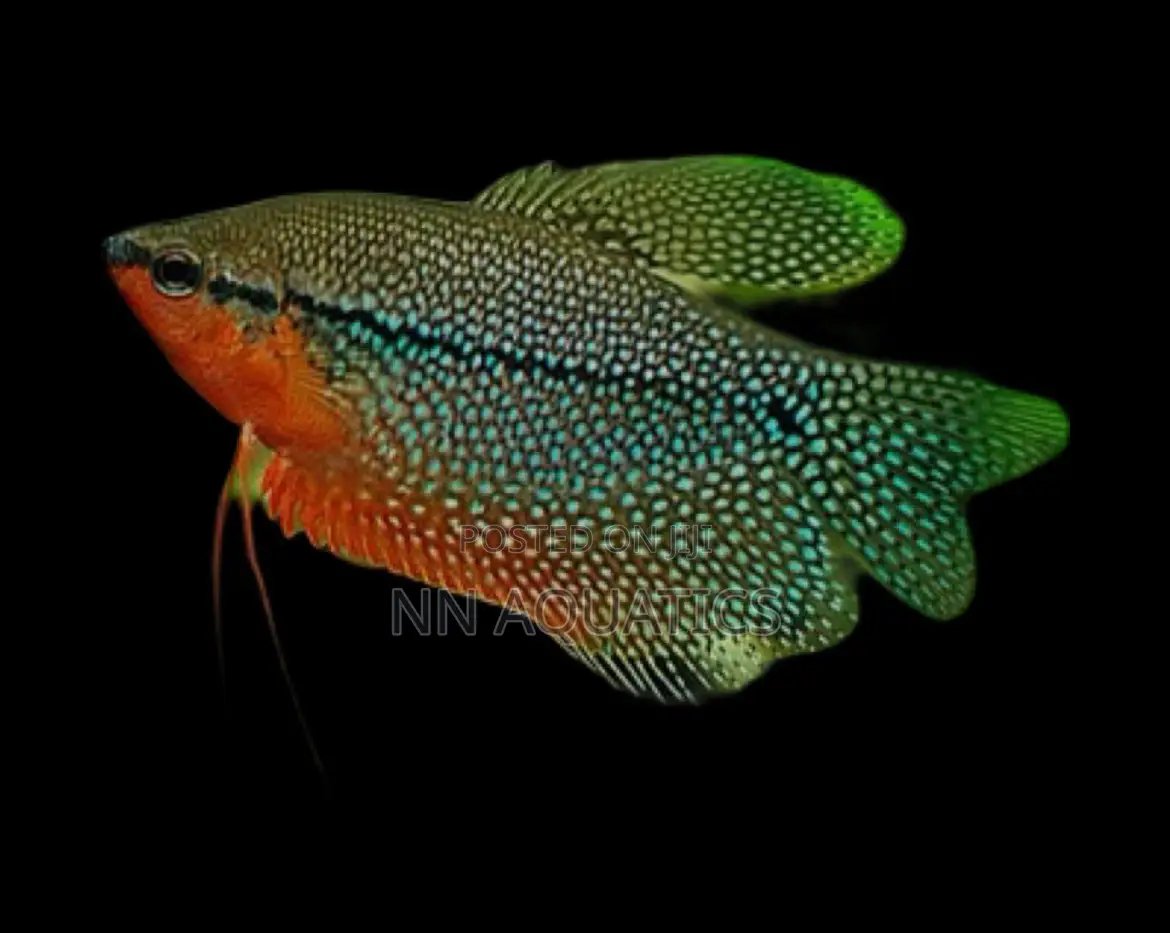 Pearl Gourami