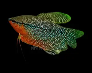 Pearl Gourami