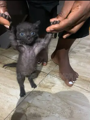 1-3 months Male Purebred Bombay