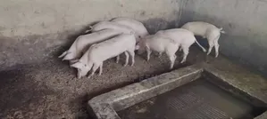 Purebred Land Race and Large White
