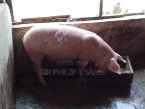 Purebred Land Race and Large White