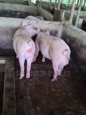 Purebred Land Race and Large White
