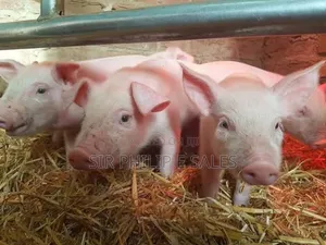 Purebred Land Race and Large White