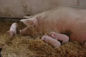 Purebred Land Race and Large White