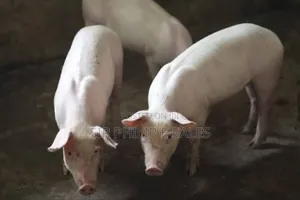 Purebred Land Race and Large White