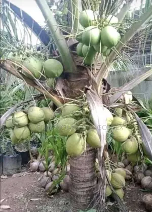 Malaysia Dwarf Coconut Seedlings