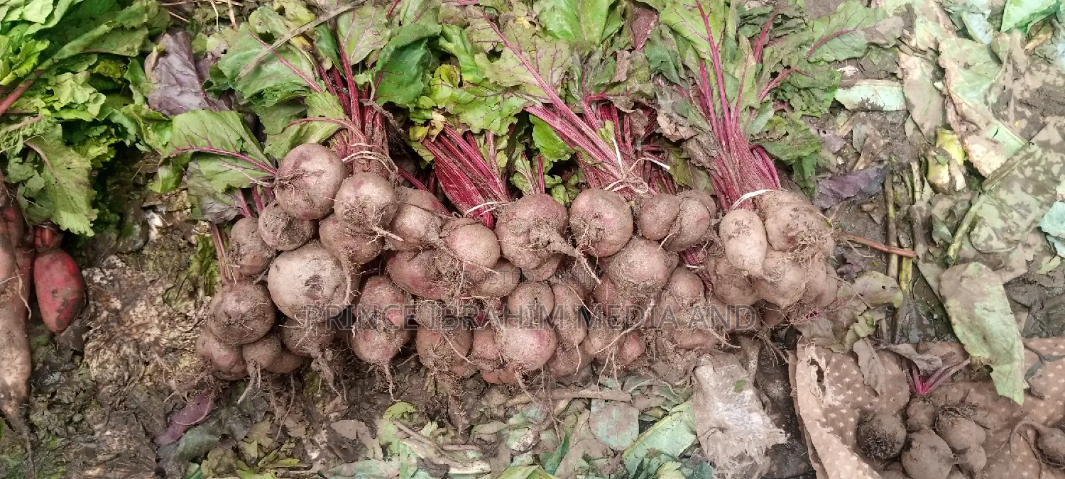 Fresh Beetroot