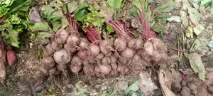 Fresh Beetroot