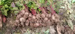 Fresh Beetroot