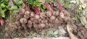 Fresh Beetroot