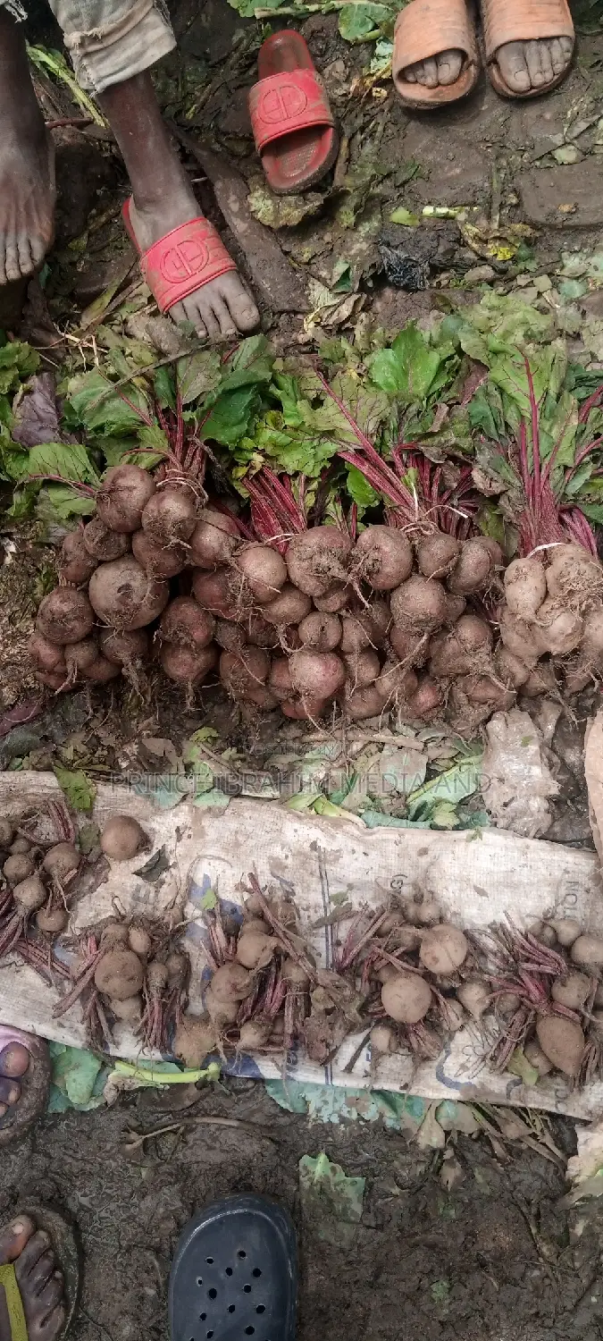 Fresh Beetroot