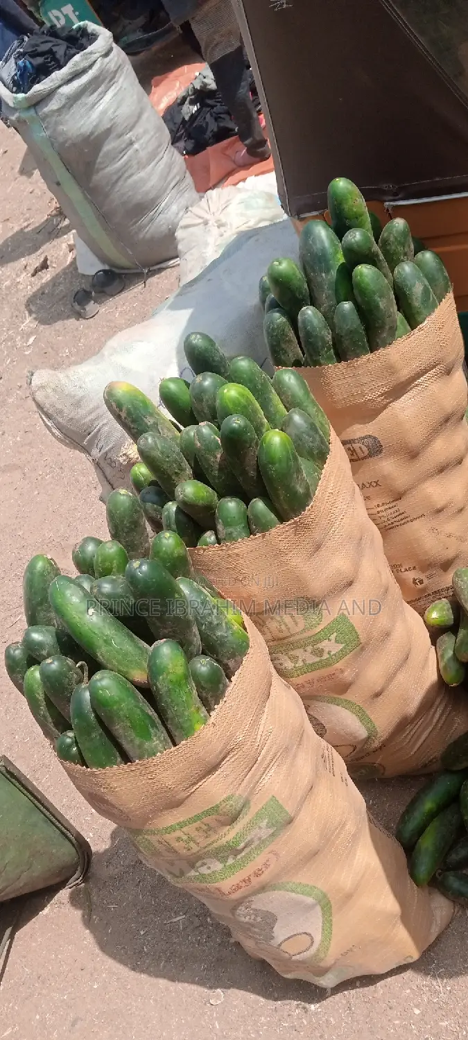 Fresh Cucumber