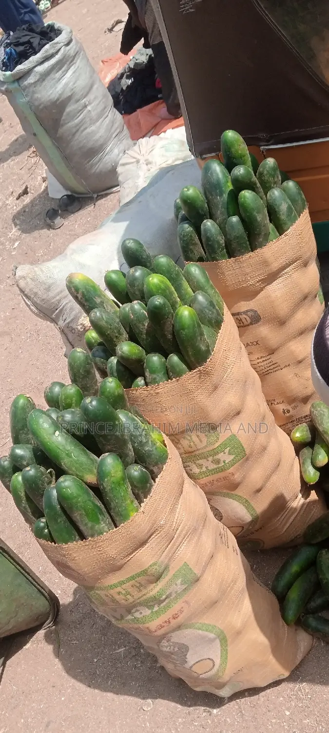 Fresh Cucumber
