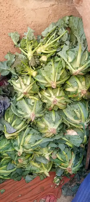 Fresh Broccoli