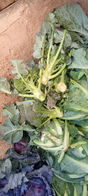 Fresh Broccoli