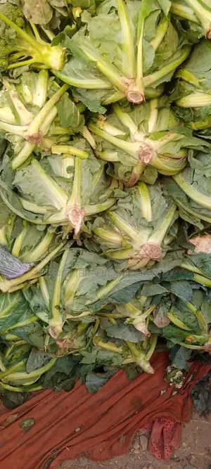 Fresh Broccoli