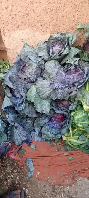 Purple Cabbage