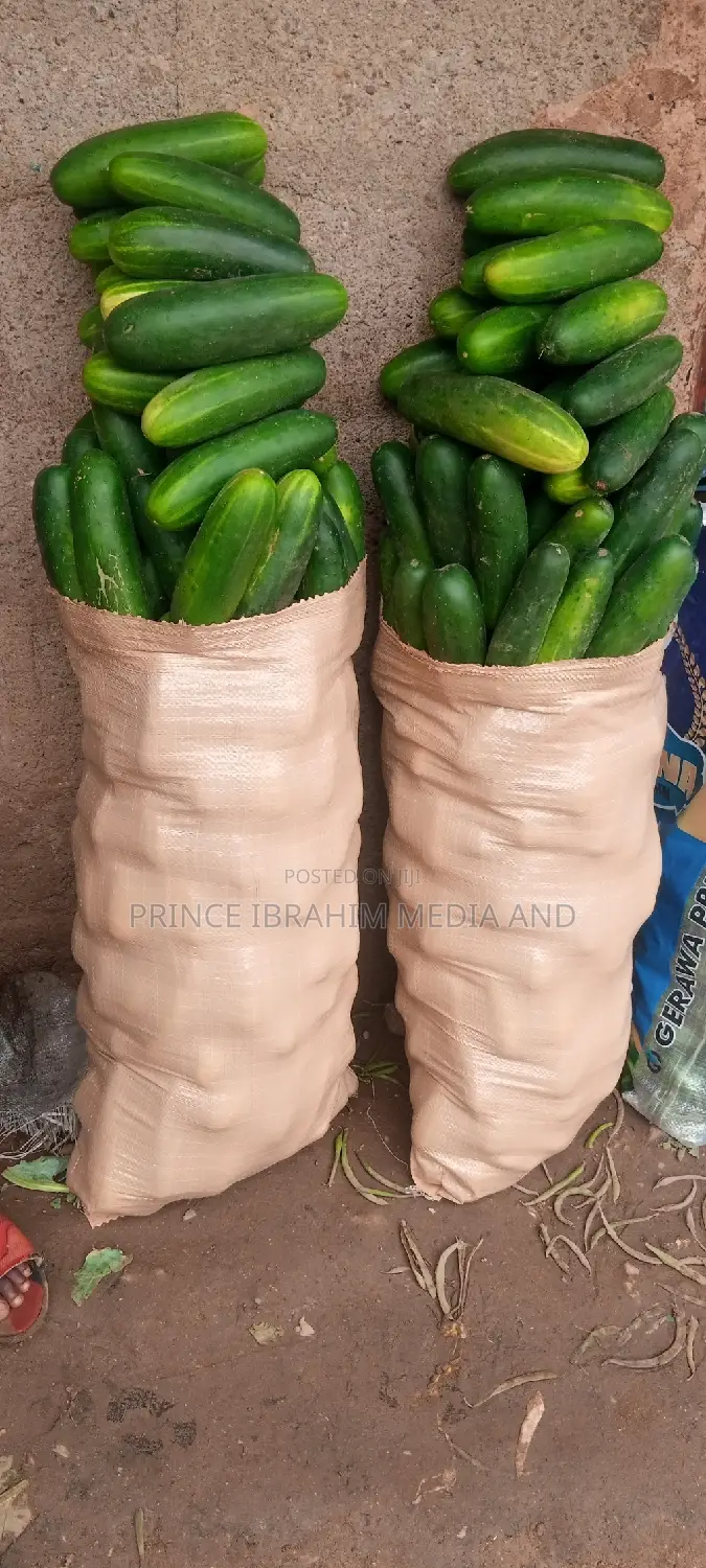 Fresh Cucumber