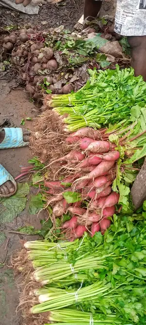 Fresh Radish