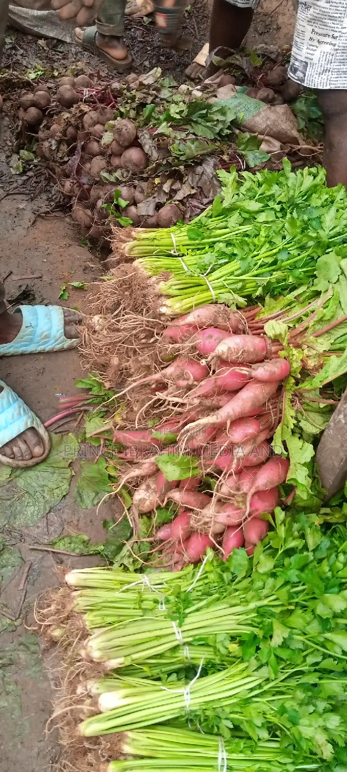 Fresh Radish