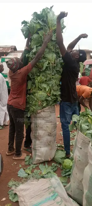 Fresh Cabbage