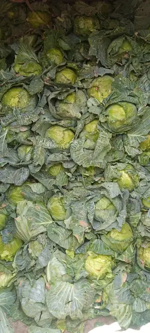 Fresh Cabbage