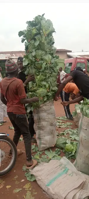 Fresh Cabbage