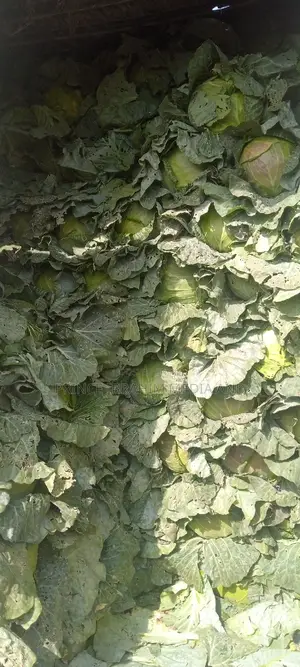 Fresh Cabbage