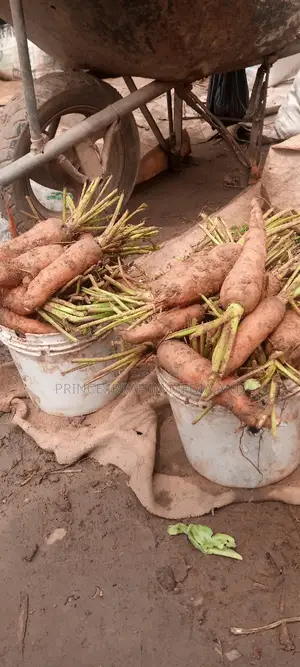 Fresh Carrot