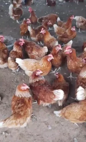 12 Weeks Well Vaccinated Pullet