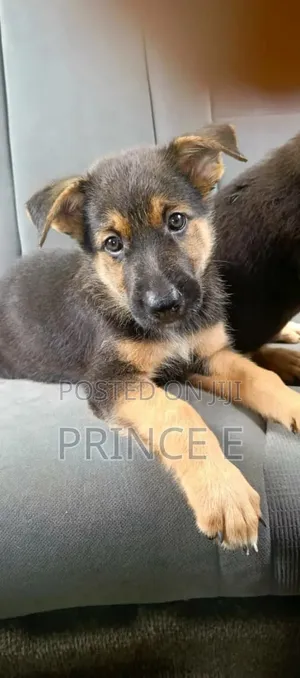 1-3 months Male Purebred German Shepherd