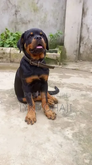 3-6 months Male Purebred Rottweiler