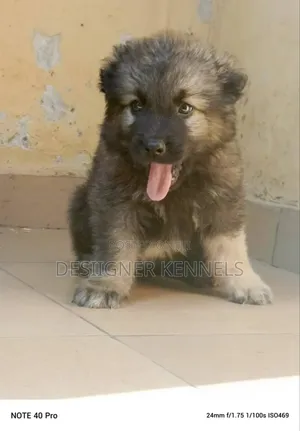 1-3 months Female Purebred Caucasian Shepherd