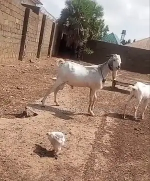 Sahelian Goat Sahel