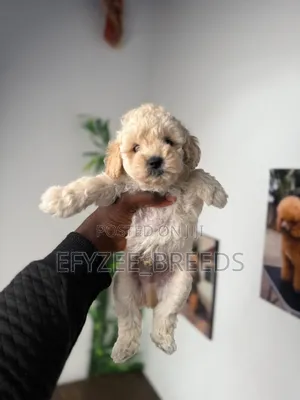 1-3 months Male Purebred Poodle
