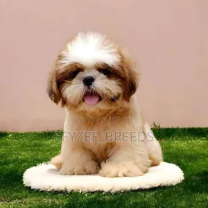 3-6 months Male Purebred Shih Tzu