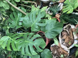 Monstera Plant For Sell. (Indoor Flower)