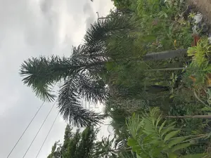 17 Feet Foxtail Palm for Sell