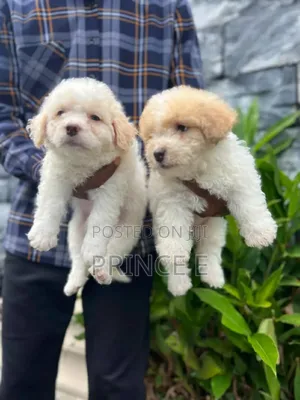 1-3 months Female Purebred Lhasa Apso