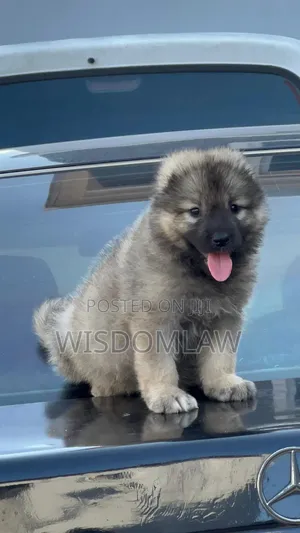 1-3 months Male Purebred Caucasian Shepherd