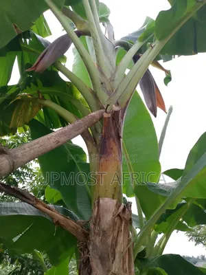 Hybrid Elephant Giant Plantain Suckers