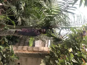 Royal Palm for Sell 15feet