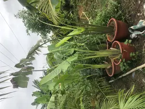 Travelers Palm for Sell